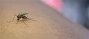 Goa Aims For Malaria-Free Status By 2025-26, Says Rane.