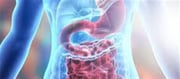 Is It Right or Horrific to Your Digestive Health?