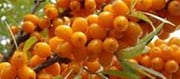 Which fruit is fine for peak boom?