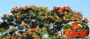 The British ornamental flower that became India's...