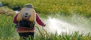 Pesticides, the real enemy!