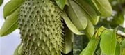 Can these leaves found in South India cure cancer?