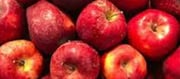 H. P Apple Farmers Celebrate Rise In Minimum Import Prices.