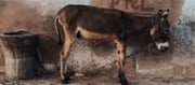 Pakistan has a thriving donkey trade...