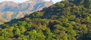 Rajasthan's Woodland-Established Groups at a Crossroads