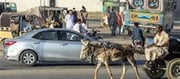 The price of Pakistan Donkeys is rising..!? Why?