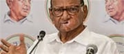 Will Sharad Pawar contest BMC elections separately?