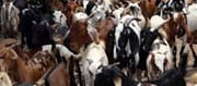 In these temples of India, animal meat is offered to God...