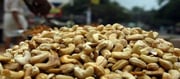Cashew: 'జీడిపప్పు' కిలో కేవలం రూ.30 మాత్రమే..ఎక్కడంటే..!
