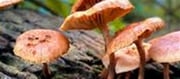 A Way To Pick Out Killer Mushrooms During Monsoons