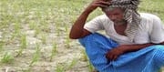 Amid a few hunches, unseasonal rains doubt the headache for Maharashtra farmers