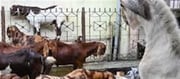 Animal markets will not be closed before Bakrid!