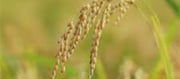 China is taking this crop from India in abundance