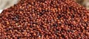 Does ragi increase hemoglobin?
