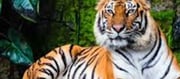 Five Remaining Flora And Fauna Safari Reports Near Kolkata