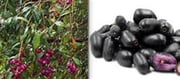 Mango And Jamun Seeds Are Expensive Online Medicine For Diabetes.