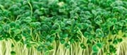 Pass The Shop, Develop Your Very Own Chia Microgreens At Home