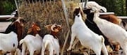 Preparations being made to make drugs in a goat rearing farm!