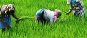 This step of Maharashtra government will help farmers!