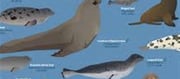 Walrus vs. seal vs. sea lion: Which is more dangerous?