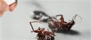 Wet Season Pests? Try These Easy Home Treatments To Eliminate.