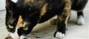 Why do cats provide you with dead animals?