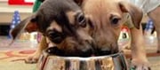 Why Your Puppy Shouldn’t Eat Leftovers?