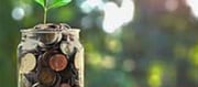 You May Earn A Variety Of Money Via Cultivating This Tree;