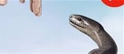 Beware Of Snakes; Avoid Mistakes Around Them