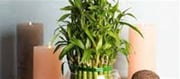 Can Lucky Bamboo Develop With Out Sunlight?