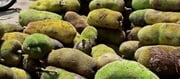 Not Drunk But Still Kerala Drivers Failed Breath Test Due To Jackfruit