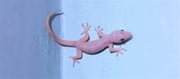Simple tricks to keep them out naturally - No More Lizards