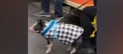 To Avoid Harassment By Muslim Men NY Women Acquire Pet Pigs