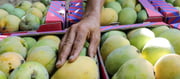 US Rejects 15 Mango Shipments From India - Exporters Suffer Rs 4.2 Crore Loss