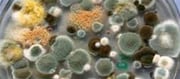 What is Aspergillus? The deadly fungus that can eat humans 'Inside Out'