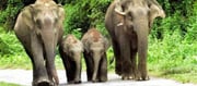 Wildlife clearance not required for infrastructure development