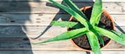 How should aloe vera be consumed?
