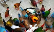 Beautiful and amazing birds of the World photoss