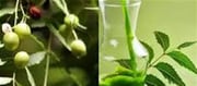Bite Neem Leaves On Empty Stomach; Surprising Effects!