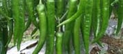 Easy Indian Tips For Growing Green Chillies