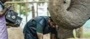 Mahadevi The Elephant Relocated, Locals Are Upset.