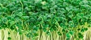 Pass The Shop, Develop Your Very Own Chia Microgreens At Home