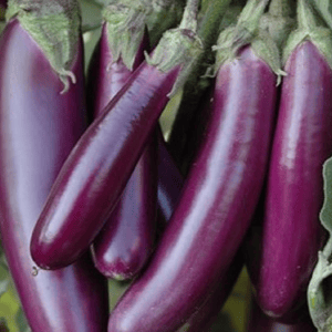 Brinjal