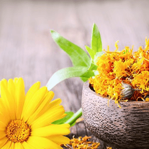 CALENDULA