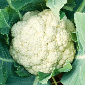 Cauliflower