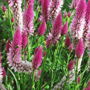 CELOSIA