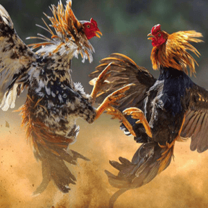 cock fight