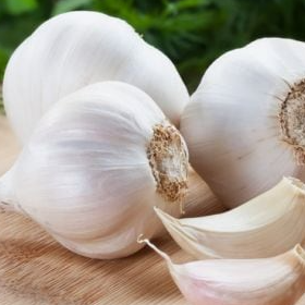 garlic