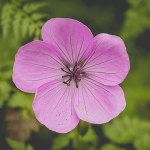 GERANIUM