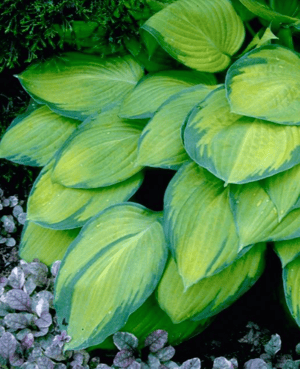 HOSTA